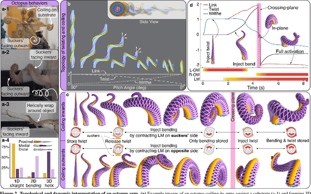 Figure 2 for Topology, dynamics, and control of an octopus-analog muscular hydrostat