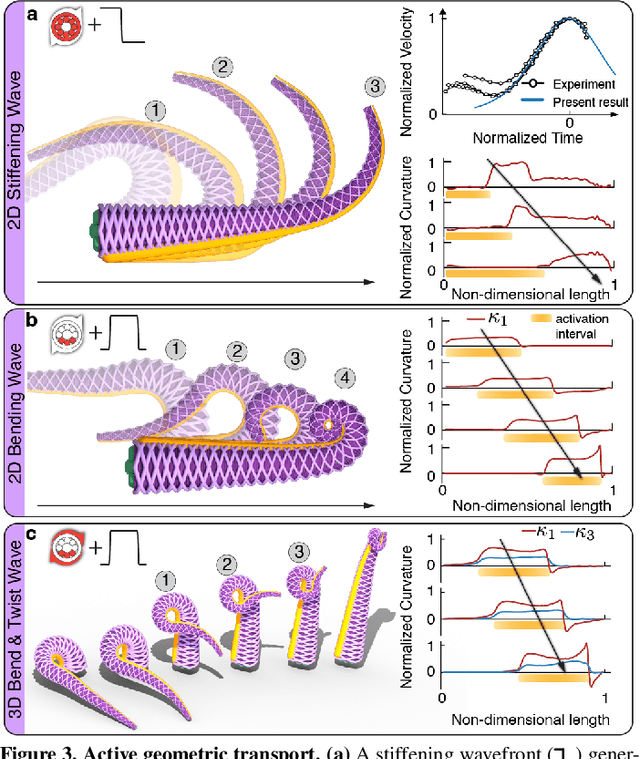 Figure 3 for Topology, dynamics, and control of an octopus-analog muscular hydrostat