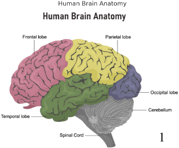 Figure 1 for A Novel Approach to Image EEG Sleep Data for Improving Quality of Life in Patients Suffering From Brain Injuries Using DreamDiffusion