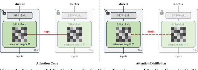 Figure 3 for On the Surprising Effectiveness of Attention Transfer for Vision Transformers