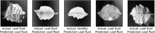 Figure 3 for Early Detection of Coffee Leaf Rust Through Convolutional Neural Networks Trained on Low-Resolution Images