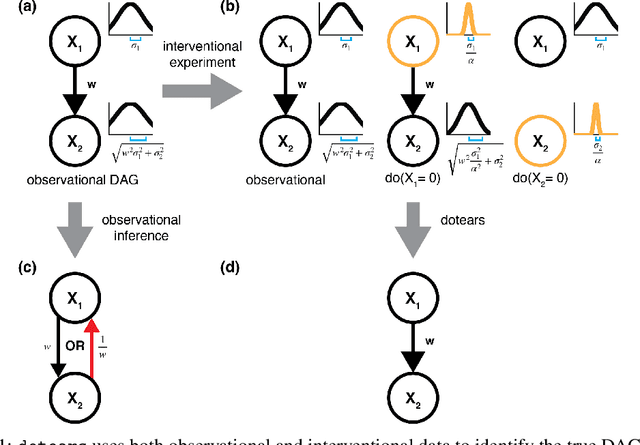 Figure 1 for dotears: Scalable, consistent DAG estimation using observational and interventional data