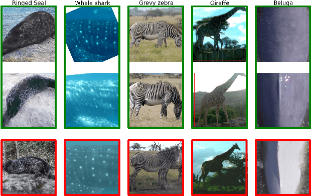 Figure 1 for Understanding the Impact of Training Set Size on Animal Re-identification