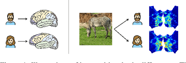 Figure 1 for Wills Aligner: A Robust Multi-Subject Brain Representation Learner