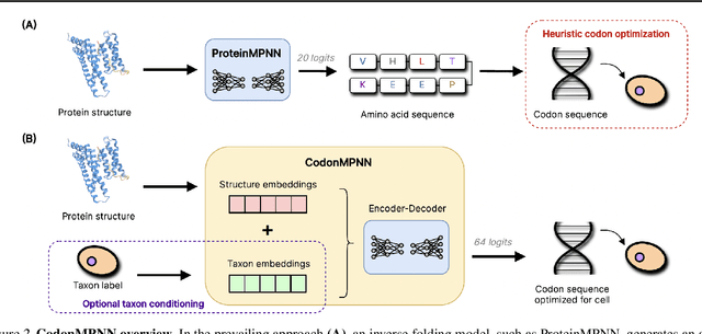 Figure 3 for CodonMPNN for Organism Specific and Codon Optimal Inverse Folding