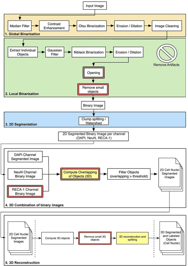 Figure 2 for 3D Segmentation of Neuronal Nuclei and Cell-Type Identification using Multi-channel Information