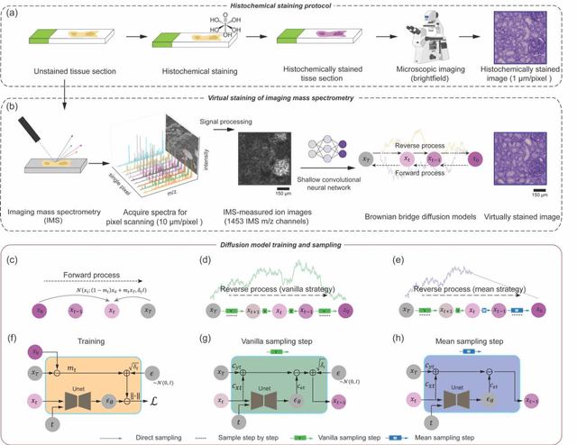 Figure 1 for Virtual Staining of Label-Free Tissue in Imaging Mass Spectrometry