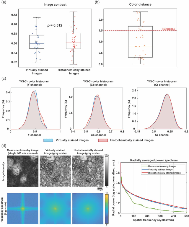 Figure 3 for Virtual Staining of Label-Free Tissue in Imaging Mass Spectrometry