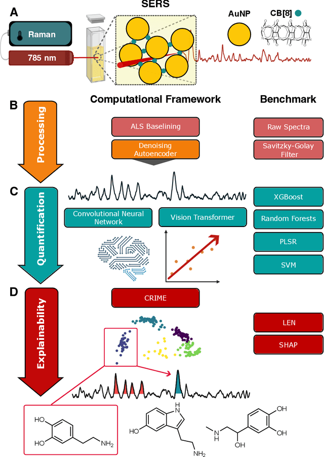 Figure 1 for Explainable Deep Learning Framework for SERS Bio-quantification