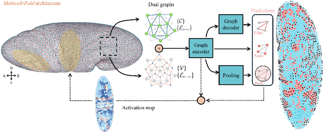 Figure 1 for Multicell-Fold: geometric learning in folding multicellular life