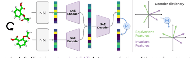 Figure 1 for Group Equivariance Meets Mechanistic Interpretability: Equivariant Sparse Autoencoders