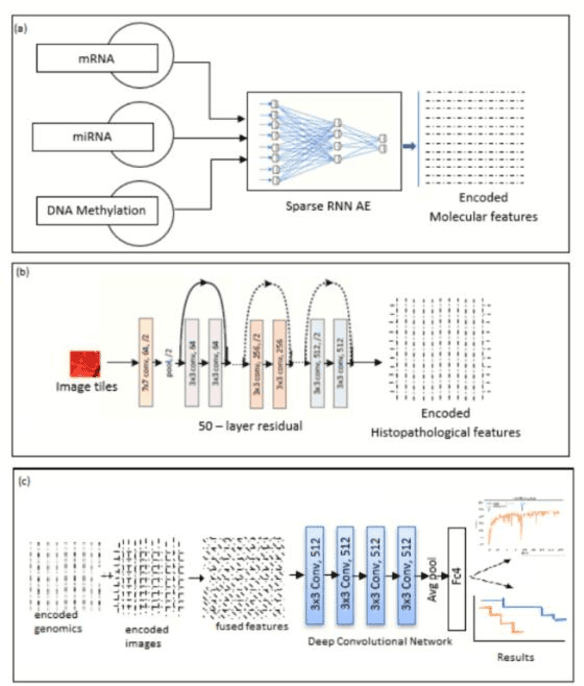 Figure 2 for Deep Neural Networks integrating genomics and histopathological images for predicting stages and survival time-to-event in colon cancer