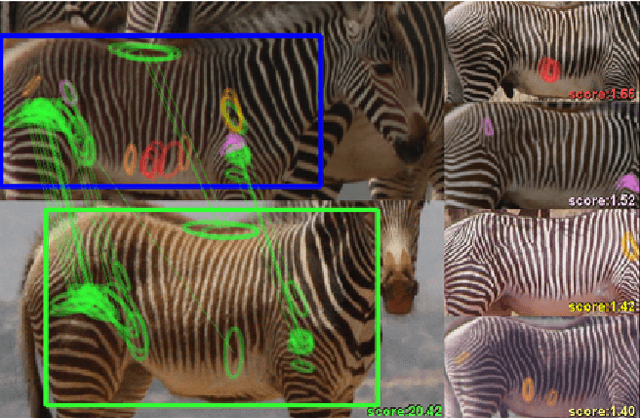 Figure 1 for HotSpotter - Patterned Species Instance Recognition