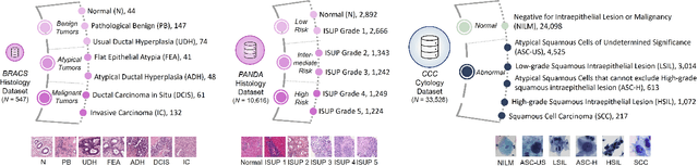 Figure 3 for HMIL: Hierarchical Multi-Instance Learning for Fine-Grained Whole Slide Image Classification