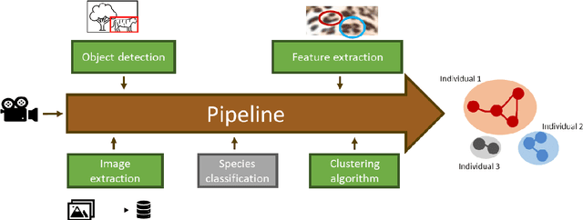 Figure 4 for Automatic Individual Identification of Patterned Solitary Species Based on Unlabeled Video Data