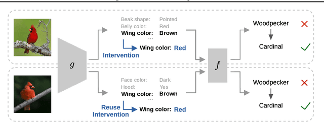 Figure 1 for Learning to Intervene on Concept Bottlenecks