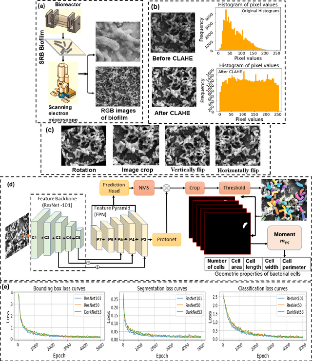 Figure 1 for BiofilmScanner: A Computational Intelligence Approach to Obtain Bacterial Cell Morphological Attributes from Biofilm Image