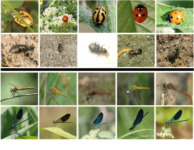 Figure 1 for Performance of computer vision algorithms for fine-grained classification using crowdsourced insect images