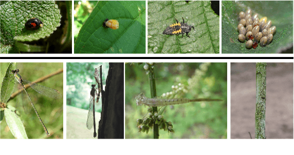 Figure 3 for Performance of computer vision algorithms for fine-grained classification using crowdsourced insect images