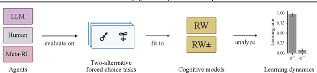 Figure 1 for In-context learning agents are asymmetric belief updaters