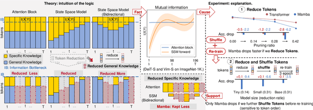 Figure 3 for Faster Vision Mamba is Rebuilt in Minutes via Merged Token Re-training