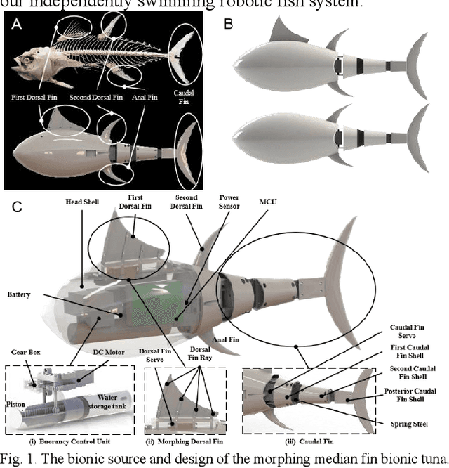 Figure 1 for Morphing median fin enhances untethered bionic robotic tuna's linear acceleration and turning maneuverability