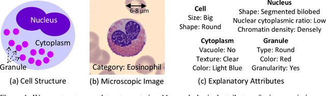 Figure 1 for WBCAtt: A White Blood Cell Dataset Annotated with Detailed Morphological Attributes