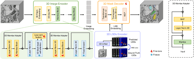 Figure 3 for ShapeMamba-EM: Fine-Tuning Foundation Model with Local Shape Descriptors and Mamba Blocks for 3D EM Image Segmentation