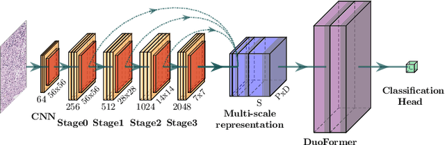 Figure 1 for DuoFormer: Leveraging Hierarchical Visual Representations by Local and Global Attention