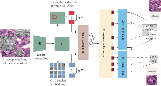 Figure 1 for Learning Nuclei Representations with Masked Image Modelling