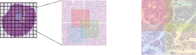 Figure 4 for Learning Nuclei Representations with Masked Image Modelling