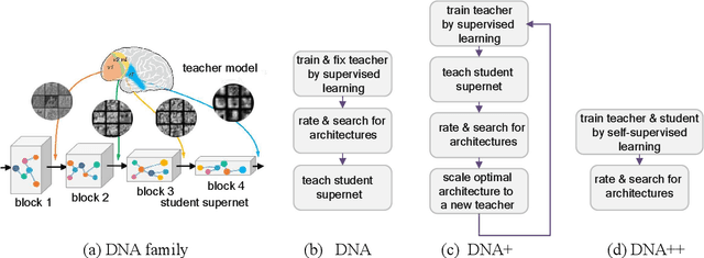 Figure 1 for DNA Family: Boosting Weight-Sharing NAS with Block-Wise Supervisions