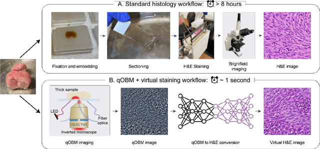 Figure 2 for Label- and slide-free tissue histology using 3D epi-mode quantitative phase imaging and virtual H&E staining