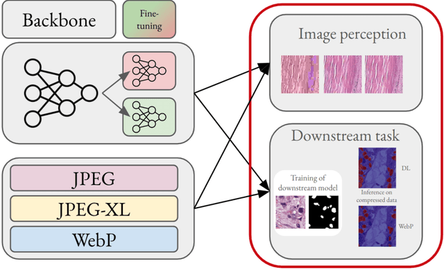 Figure 1 for Unlocking the Potential of Digital Pathology: Novel Baselines for Compression