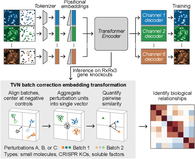 Figure 1 for Masked Autoencoders for Microscopy are Scalable Learners of Cellular Biology