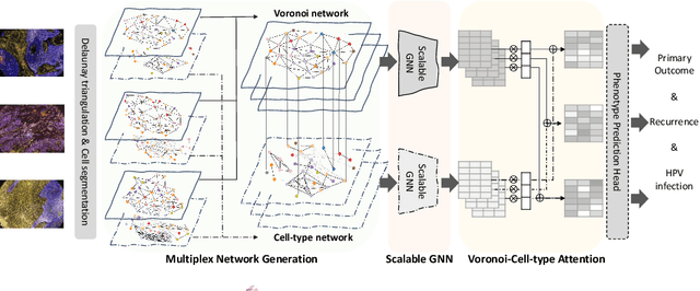 Figure 4 for Mew: Multiplexed Immunofluorescence Image Analysis through an Efficient Multiplex Network