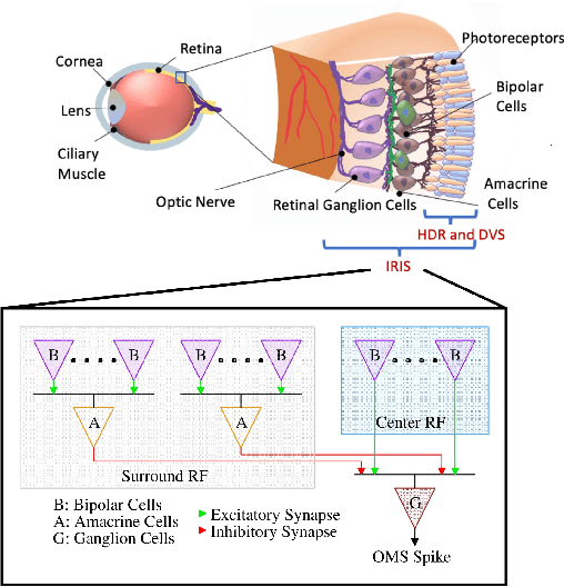 Figure 1 for Object Motion Sensitivity: A Bio-inspired Solution to the Ego-motion Problem for Event-based Cameras