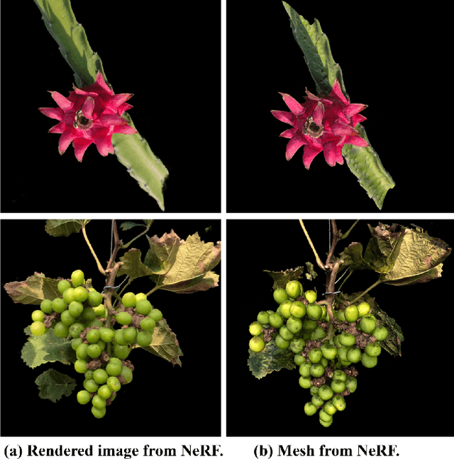 Figure 1 for High-fidelity 3D Reconstruction of Plants using Neural Radiance Field