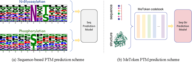 Figure 1 for MeToken: Uniform Micro-environment Token Boosts Post-Translational Modification Prediction