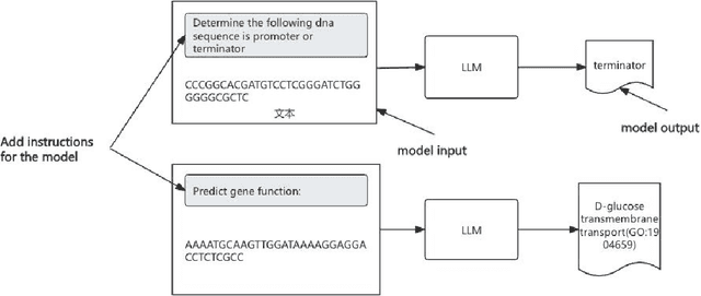 Figure 1 for DNAHLM -- DNA sequence and Human Language mixed large language Model