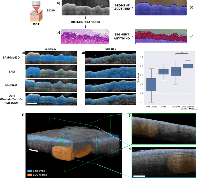 Figure 1 for Leveraging Computational Pathology AI for Noninvasive Optical Imaging Analysis Without Retraining