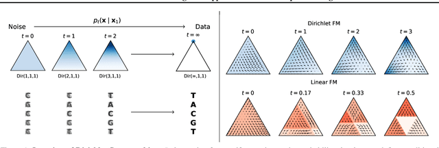 Figure 1 for Dirichlet Flow Matching with Applications to DNA Sequence Design