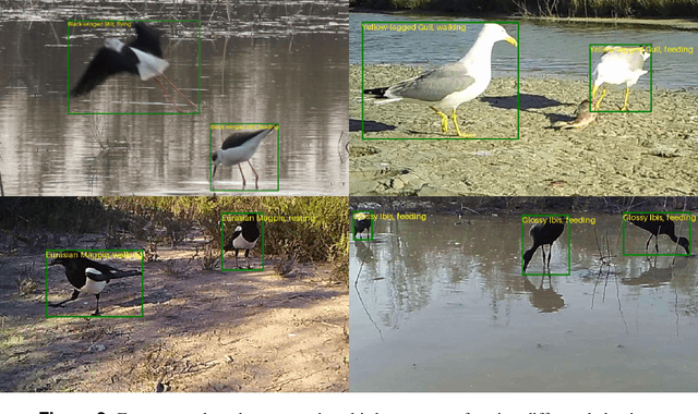 Figure 4 for Visual WetlandBirds Dataset: Bird Species Identification and Behavior Recognition in Videos