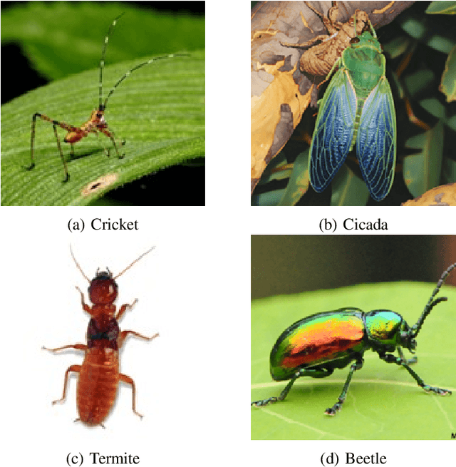 Figure 1 for Sound Classification of Four Insect Classes