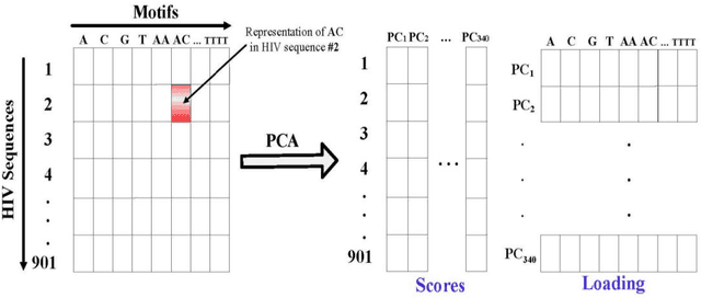 Figure 2 for An Investigation of Hepatitis B Virus Genome using Markov Models