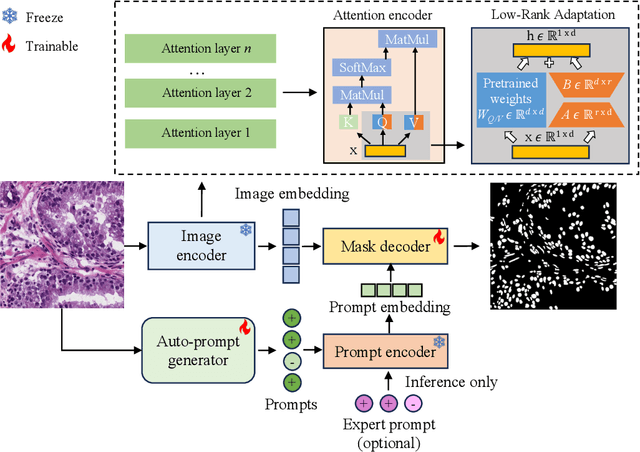 Figure 3 for Segment Any Cell: A SAM-based Auto-prompting Fine-tuning Framework for Nuclei Segmentation