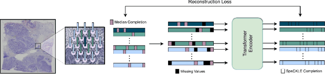 Figure 4 for Enhancing Gene Expression Prediction from Histology Images with Spatial Transcriptomics Completion