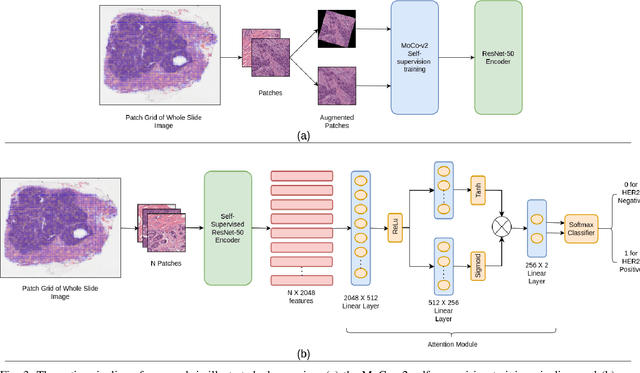 Figure 3 for HER2 and FISH Status Prediction in Breast Biopsy H&E-Stained Images Using Deep Learning