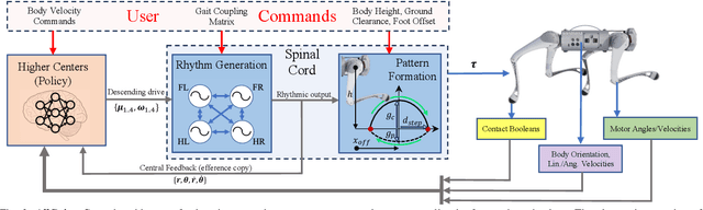 Figure 2 for AllGaits: Learning All Quadruped Gaits and Transitions