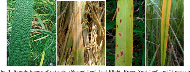 Figure 2 for Empowering Agricultural Insights: RiceLeafBD -- A Novel Dataset and Optimal Model Selection for Rice Leaf Disease Diagnosis through Transfer Learning Technique